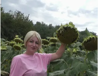 Зображення для оголошення Насіння соняшника Аркос