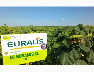 Зображення для оголошення Подсолнечник ЕС Новамис СЛ - Euralis