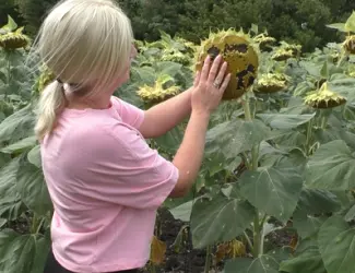 Зображення для оголошення Насіння соняшника НЕЙМАР ПЛЮС A-G