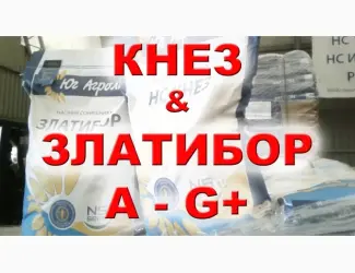 Зображення для оголошення Продам семена подсолнечника Нови Сад Златибор
