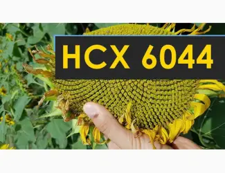 Зображення для оголошення Семена подсолнечника НСХ-6044