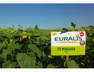 Зображення для оголошення Подсолнечник ЕС Ниагара - Euralis (A-G)