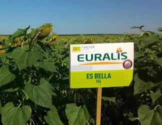Зображення для оголошення Подсолнечник ЕС Белла - Euralis (A-G)