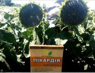 Зображення для оголошення Высокоурожайные семена подсолнечника под гербицид Експресс