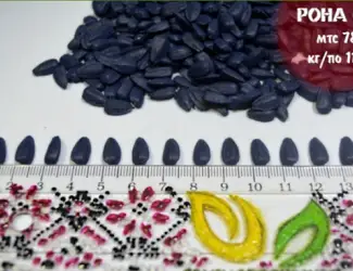 Зображення для оголошення Семена подсолнечника Рона