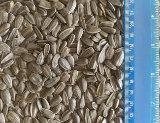 Зображення для оголошення Продам подсолнечник СПК 3