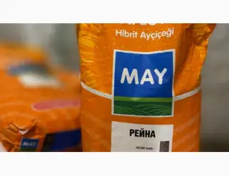 Насіння соняшника Рейна Дніпропетровська обл