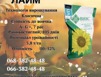 Зображення для оголошення Насіння соняшника ЛАЙМ (екстра)(стандарт)(2023 рік)