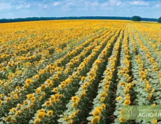 Зображення для оголошення Семена подсолнечника Ясон