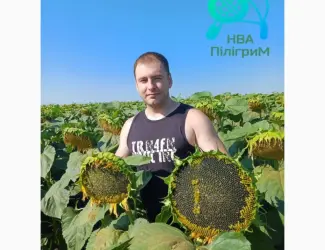 Зображення для оголошення Один з кращих вітчизняних гібридів під гранстар "Флокс"