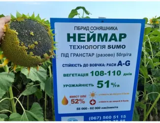 Зображення для оголошення Семена подсолнечника Неймар A-G. Гибрид подсолнечника Неймар 43ц/га