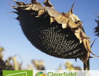 Зображення для оголошення Насіння соняшника гібрид - Євро (clearfield) 100-105 днів