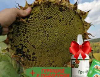 Зображення для оголошення Новинки !!! Насіння соняшника гібрид -Урбан OR7+ під гранстар