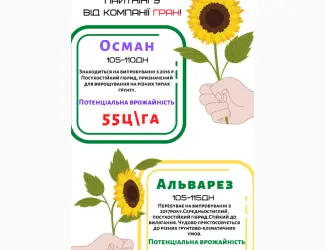 Зображення для оголошення Насіння соняшника ОСМАН і АЛЬВАРЕЗ під євро-лайтнінг