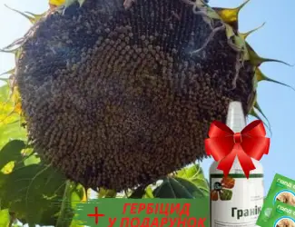 Зображення для оголошення Насіння соняшника - Форест 105-110 дн. (гранстаростійкий)