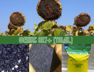 Зображення для оголошення Продам! Насіння соняшника Гібрид ФЕНІКС OR7+ (110дн.)