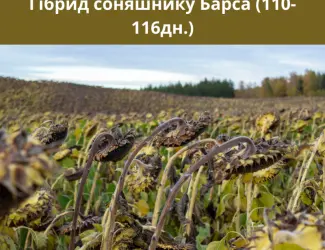 Зображення для оголошення Насіння соняшника БАРСА. (SUMO)