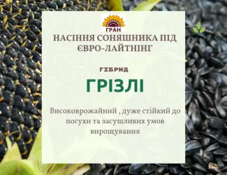 Зображення для оголошення НОВИНКА 2021р. НАСІННЯ соняшника під Євролайтнінг - ГРІЗЛІ (100-107дн)