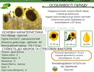 Зображення для оголошення Насіння від виробника - ІМІ гібрид соняшника - Альварез