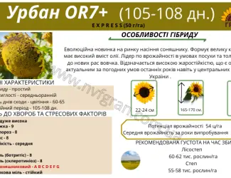 Зображення для оголошення Соняшник під гранстар гібрид - УРБАН OR7(110дн)