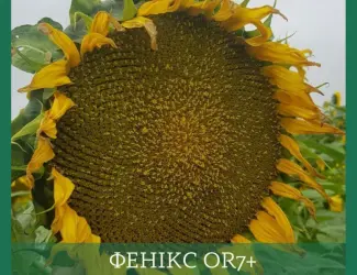 Зображення для оголошення Насіння соняшника гібрид ФЕНІКС OR7+