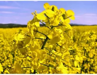Зображення для оголошення Насіння ЯРОГО ріпака гібрид Раудіс (РС)