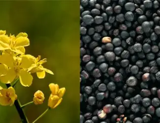 Зображення для оголошення Закупаем рапс