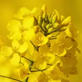 Насіння озимого ріпаку Торус