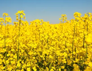 Насіння озимого ріпаку Грім