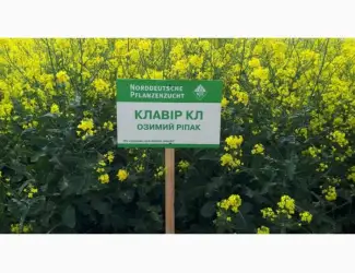 Зображення для оголошення Семена озимого рапса Клавир КЛ