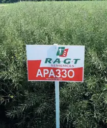 Зображення для оголошення Насіння озимого ріпаку Араззо "RAGT"