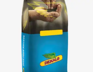 Зображення для оголошення Насіння ріпаку озимого ДК Сенсей "Декалб (Dekalb)"