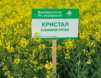 Зображення для оголошення Насіння озимого ріпаку Кристал