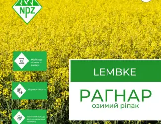 Зображення для оголошення Насіння озимий ріпак Рагнар
