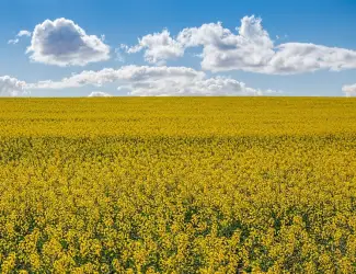Зображення для оголошення Насіння ріпаку озимого ДК Ексайтед "Декалб (Dekalb)"