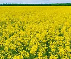 Зображення для оголошення Насіння ріпаку озимого ДК Сеакс "Декалб (Dekalb)"