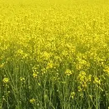 Зображення для оголошення Насіння озимого ріпаку PT271 (ПТ271) BREVANT