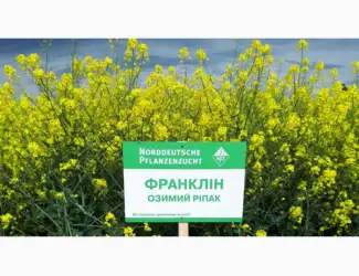 Зображення для оголошення Насіння озимого ріпаку Франклін NPZ-Lembke ( Лембке)