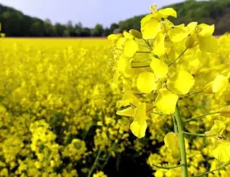 Зображення для оголошення Насіння озимого ріпаку ДК Ексепшн - Monsanto/Dekalb