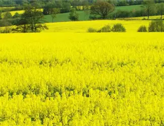 Зображення для оголошення Насіння озимого ріпаку ЄС Капелло