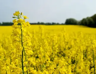Зображення для оголошення Насіння озимого рапсу гібрид Джордан (Гібрид стійкий до гліфосату)