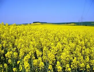 Зображення для оголошення Сорт озимого ріпаку Бенефіт