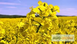 Зображення для оголошення Постійно закуповуємо ріпак по Вінницькій обл