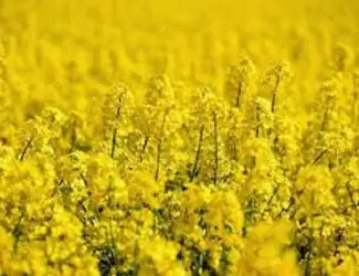 Зображення для оголошення Насіння озимого ріпака Редстоун