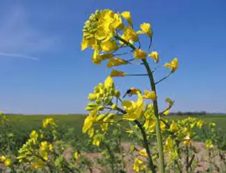 Зображення для оголошення Насіння озимого ріпака Грим
