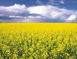 Зображення для оголошення Насіння озимого ріпаку БУЧАЦЬКИЙ