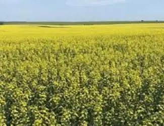 Зображення для оголошення Семена озимого рапса СМАРАГД
