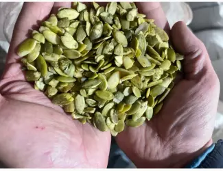Зображення для оголошення Продам гарбузове насіння високої якості