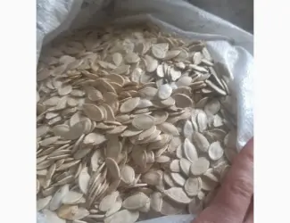 Куплю насіння гарбуза
