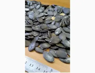 Зображення для оголошення Купим голосемянную семечку.работаем с новой почтой